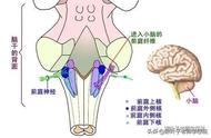 前庭抑制过度训练方法（前庭四项训练最有效的方法）