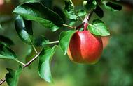 苹果种植技术及管理方法（苹果种植管理技术总结）
