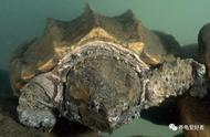 黄头龟一年能长多少厘米（黄头龟最大多大）