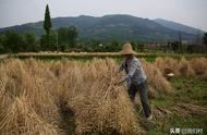 四川种植什么农作物最好（现在在四川 适合种植哪些农产品）