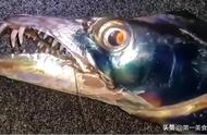 黄眼带鱼和黑眼带鱼对比图片（黑眼和黄眼带鱼对比）