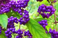 紫珠花的养殖方法和注意事项（紫蝉花的养殖方法和注意事项）