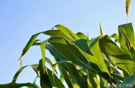 吉林省十大高产玉米种（十大高产玉米品种）