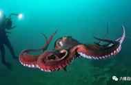 巨型章鱼155米图片（太平洋巨型章鱼图片大全）
