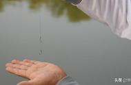 下雨后钓鲫鱼钓底还是钓浮（下雨钓鲫鱼钓深还是钓浅）