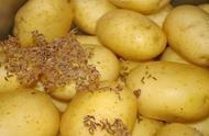 马铃薯100g营养成分表（土豆的功效与营养价值）