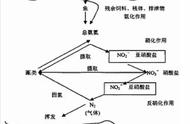 亚硝酸盐如何产生的（亚硝酸盐怎么去除）