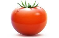 我国最适合种植番茄地区