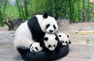 国内每个动物园都有大熊猫吗