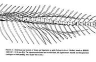 3d草鱼鱼刺分布示意图（草鱼带刺的3d骨骼图）
