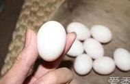 鸽子蛋怎样吃更有营养（七类人不宜吃鸽子蛋）