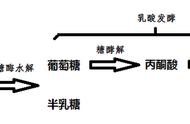 制作酸奶的原理和过程（酸奶详细制作过程和发酵原理）