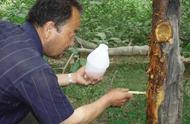 氨基酸涂抹在果树上正确使用方法（氨基酸原粉在果树上如何使用）