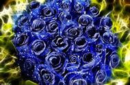 蓝色玫瑰怎么种出来的（蓝色玫瑰是怎么培育出来的）