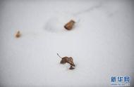 雪飘归程原文（几番回梦望归程原文）