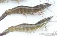 厄瓜多尔为什么适宜养殖白虾（厄瓜多尔白虾和养殖虾）