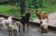 荷兰毛狮犬凶猛吗（荷兰毛狮犬的优缺点）