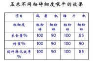 玉米面喂牛最好办法（玉米面喂牛的最佳方法）