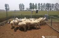 大棚一般养多少只羊（养100只羊需多少平米圈舍）