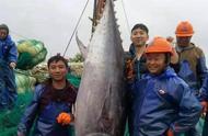 2000斤巨型蓝鳍金枪鱼（400公斤蓝鳍金枪鱼图片）