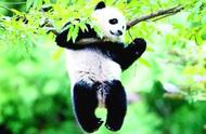 大熊猫的外貌100字（描写大熊猫的长相100字）