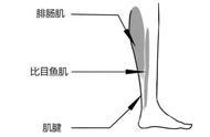 多做拉伸可以瘦小腿吗（每天坚持拉伸多长时间可以瘦小腿）