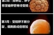 胚胎发育过程图（胚胎发育全过程示意图）