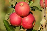 吃苹果会加重胃酸吗（对胃最好的水果）