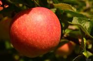 苹果减肥的正确方法你真的懂了吗（熟苹果减肥的正确方法）