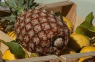 云南的菠萝几月份成熟（菠萝生长季节）
