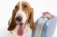 怎么携带宠物上飞机（坐飞机怎么才可以携带宠物）