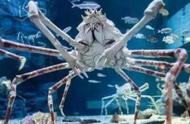 世界上最大的螃蟹（世界上最大的螃蟹排名前十名）