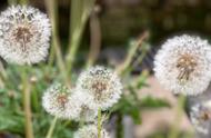 野生蒲公英刚开花图片（蒲公英开花时间和样子）