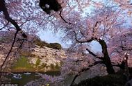 日本樱花开放主要是哪个月份（日本樱花最先在哪个岛开放）