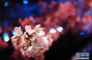 日本樱花照片（日本樱花哪里最美）