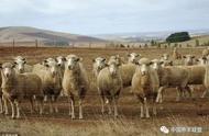 养殖羊的证件好办理吗（农村养殖羊需要什么手续吗）