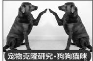 克隆犬有记忆吗（自来也克隆体有记忆吗）