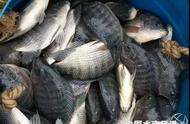 如何养殖罗非鱼降低成本（罗非鱼养殖技术和销路）