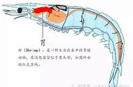 冰虾黑头原因（北极虾黑头是怎么回事）