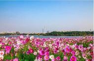 广州海珠湖简介文本（广州海珠区海珠湖照片）