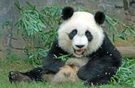 大熊猫的生活习性（描写大熊猫的生活悠闲）