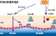 细菌对紫外线的敏感性（经过紫外线照射的细菌前后对比）