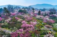 苏州和杭州的市树市花（苏州的市花是什么有什么含义）