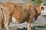 母牛怀孕前有什么症状和表现（刚怀孕1-7天的征兆）