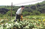 野生黄花菜一般长在哪里（中国哪个地方产的黄花菜最好）