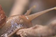 非洲大蜗牛为什么不能用手摸（杀非洲大蜗牛犯法吗）