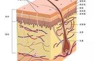 皮肤深层补水的方法（怎么让皮肤深层补水）
