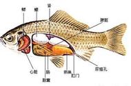 花胶是什么鱼的什么部位图片（花胶一般用鱼哪个部位）