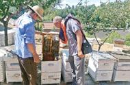 养蜂合作社要达到多少箱才可申办（养蜂专业合作社注册条件）