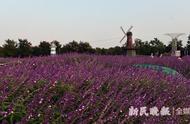 周浦花海怎么去（去周浦花海坐什么车）